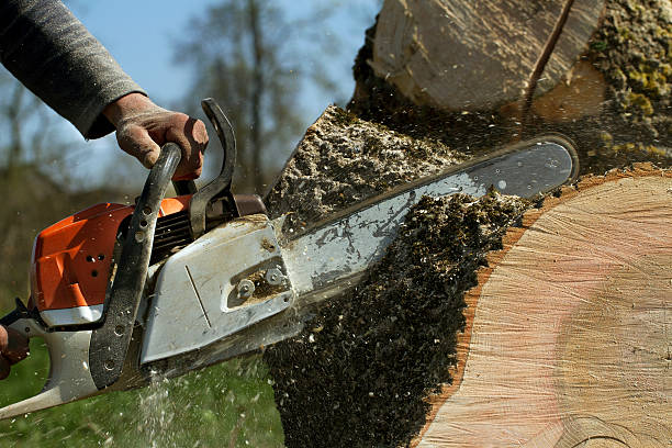 The Steps Involved in Our Tree Care Process in Spring City, UT